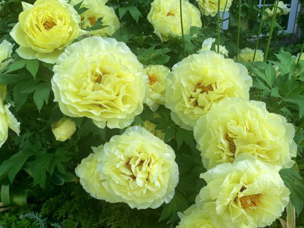Yellow Peony Flower Seeds – Heirloom, Non-GMO, High Germination Seeds for Planting