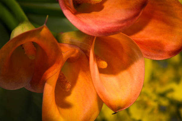 Orange Calla Lilly Flower Seeds – Heirloom, Non-GMO, High Germination Seeds