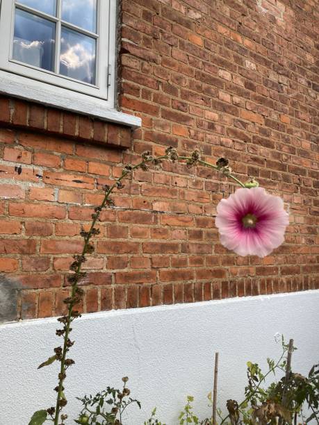 Pale Pink Hollyhock Flower Seeds – Heirloom, Non-GMO, High Germination Seeds