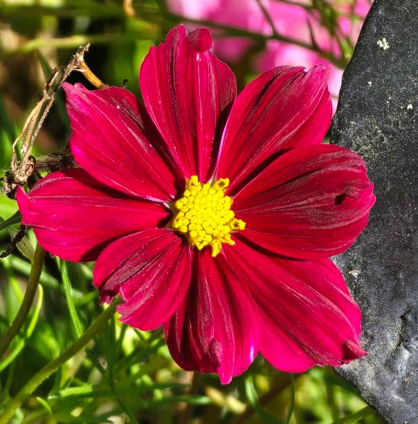 Semillas de flores Cosmos rojo granate – Tradicional, sin OGM, semillas de alta germinación