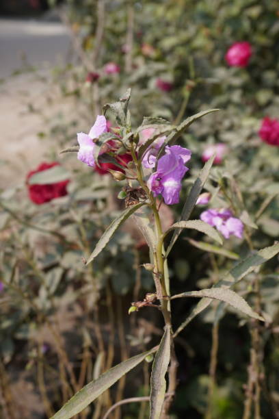 Perennial Balsam Flower Seeds – Heirloom, Non-GMO, High Germination Seeds