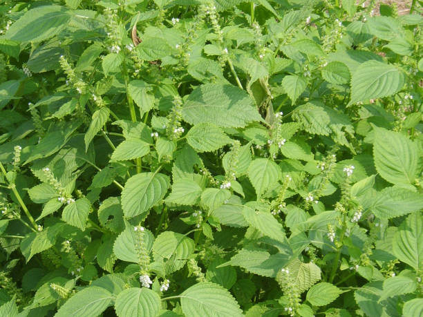 Shiso Herb Seeds for Planting – Heirloom, Non-GMO Organic Garden Seeds