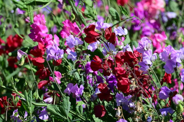 Semillas Mixtas de Lathyrus Latifolius Semillas de Jardín Orgánicas para Siembra, Heredadas, Sin OMG, Alta Germinación