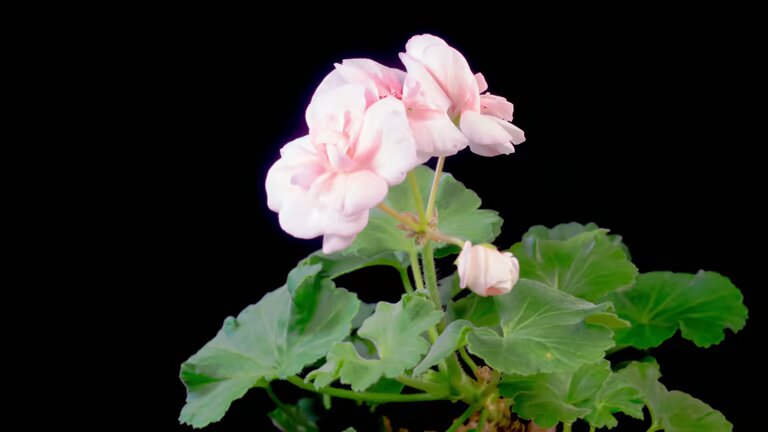 Light Pink Pelargonium Flower Seeds – Heirloom, Non-GMO, High Germination Seeds