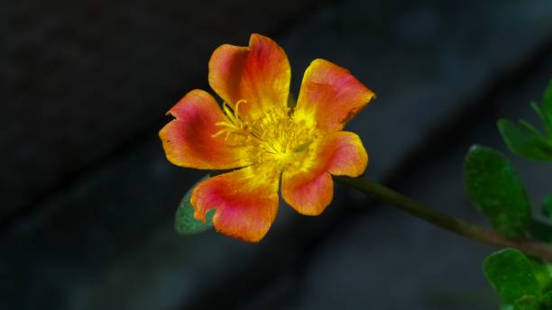 Orange Yellow Purslane Flower Seeds – Heirloom, Non-GMO, High Germination Seeds