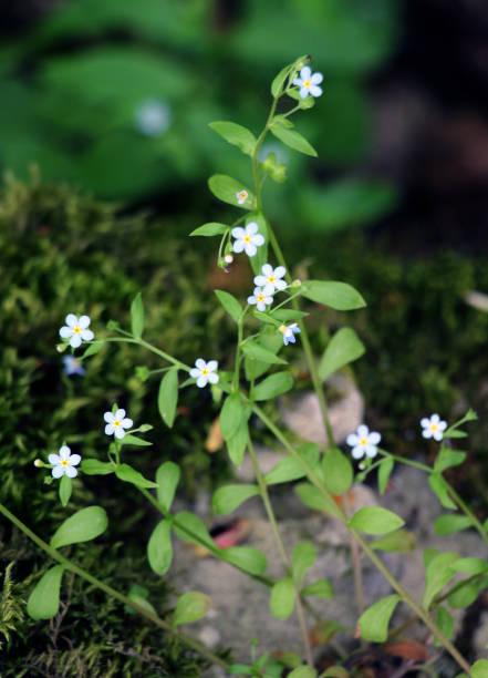 Omphalodes Flower Seeds White – Heirloom, Non-GMO, High Germination Seeds