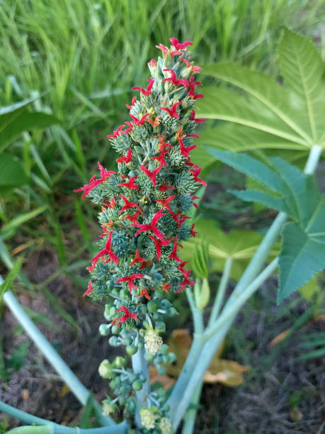 Glossostemon bruguieri (Moghat) Seeds – Heirloom, Non-GMO, High Germination Seeds