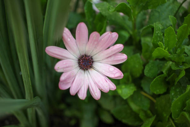 Pale Pink Osteospermum Flower Seeds – Heirloom, Non-GMO, High Germination Seeds