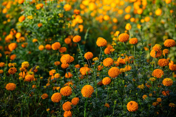 Orange Marigold Flower Seeds – Heirloom, Non-GMO, High Germination Seeds