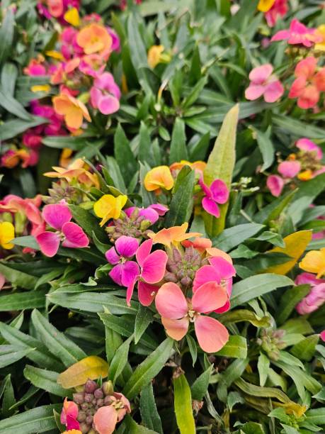 Mixed Cheiranthus Flower Seeds – Heirloom, Non-GMO, High Germination Seeds