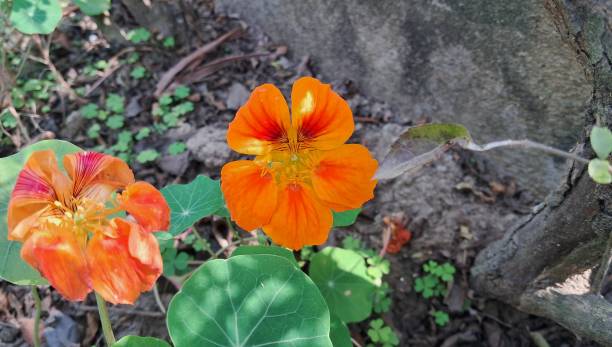 Orange Nasturtium Flower Seeds – Heirloom, Non-GMO, High Germination Seeds