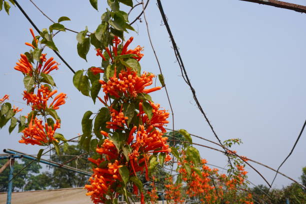 Orange Pyrostegia Flower Seeds – Heirloom, Non-GMO, High Germination Seeds