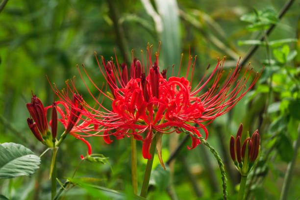 Lycoris Flower Seeds Red – Heirloom, Non-GMO, High Germination Seeds