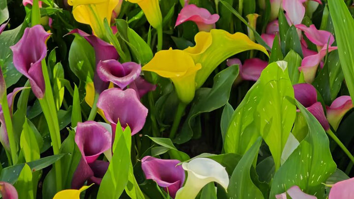 Mixed Calla Lily Flower Seeds – Heirloom, Non-GMO, High Germination Seeds