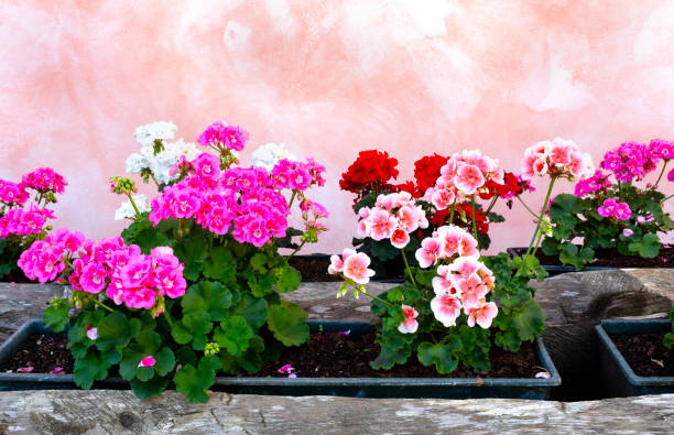 Mixed Pelargonium Flower Seeds – Heirloom, Non-GMO, High Germination Seeds