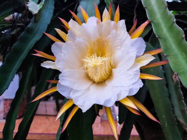 White Selenicereus Grandiflorus Flower Seeds for Planting – Heirloom, Non-GMO, High Germination Organic Garden Seeds