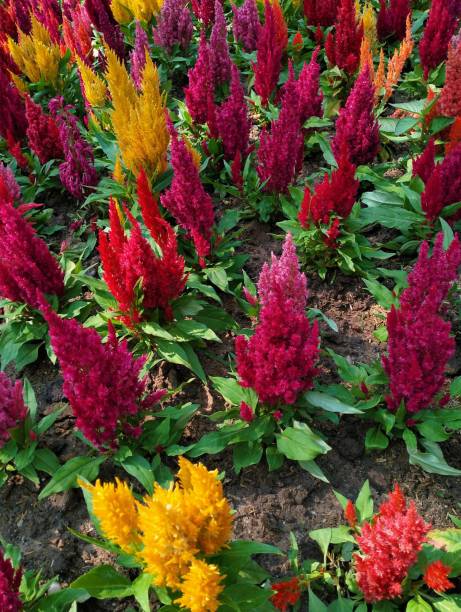 Semillas de flores de celosía mixtas – Herencia, no transgénicas, de alta germinación