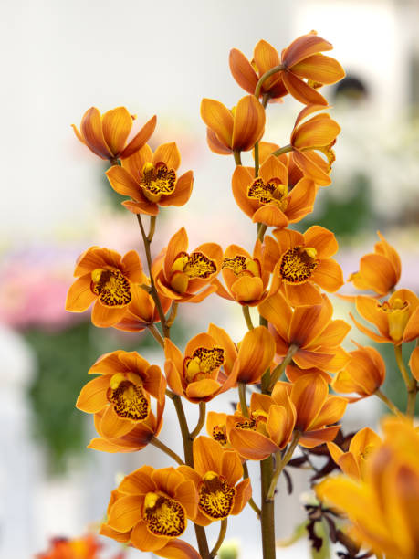 Semillas de Orquídea Cymbidium Naranja – Herencia, No-GMO, Alta Germinación
