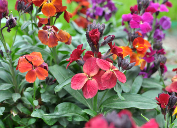 Perennial Cheiranthus Flower Seeds – Heirloom, Non-GMO, High Germination Seeds