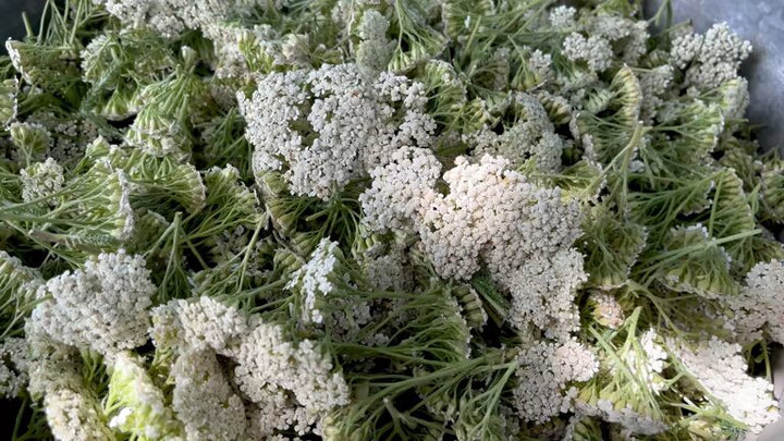 Mixed Ammi Majus Flower Seeds – Heirloom, Non-GMO, High Germination Seeds