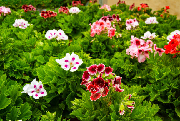 Mixed Pelargonium Flower Seeds – Heirloom, Non-GMO, High Germination Seeds