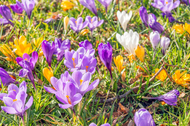 Safran-Blumensamen gemischt – Alte Sorte, gentechnikfrei, keimstark, Bio-Gartensamen zum Pflanzen