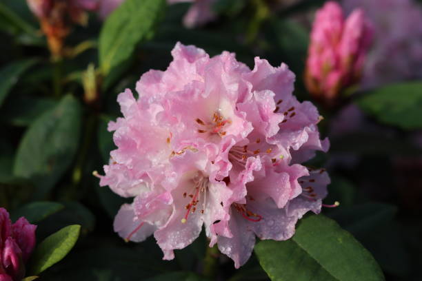 Pale Pink Azalea Flower Seeds – Heirloom, Non-GMO, High Germination Seeds
