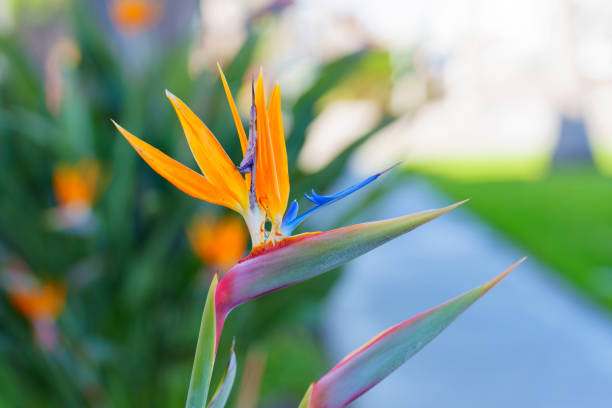 Semillas de flor de Strelitzia Reginae Naranja – Herencia, sin OGM, Semillas Orgánicas de Jardín de Alta Germinación
