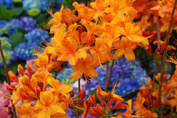 Orange Azalea Flower Seeds – Heirloom, Non-GMO, High Germination Seeds