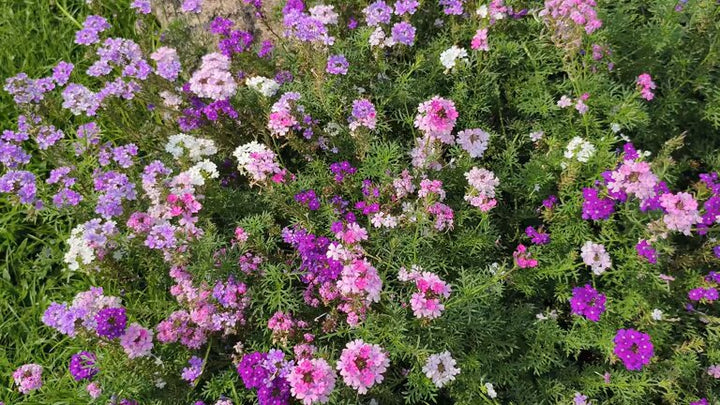 Mixed Verbena Flower Seeds – Heirloom, Non-GMO, High Germination Seeds