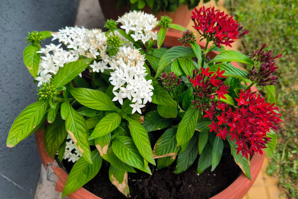 Mixed Pentas Flower Seeds – Heirloom, Non-GMO, High Germination Seeds