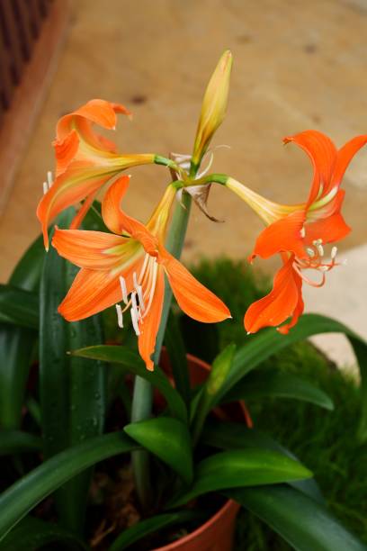 Semillas de flores de Hippeastrum naranja – Orgánicas, reliquia, sin OMG, de alta germinación para sembrar en el jardín