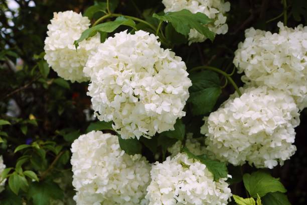 Arborescens Plant Seeds – Heirloom, Non-GMO, High Germination Organic Garden Seeds for Planting | Seeds for Planting