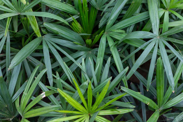 Green Rhapis Palm Plant Seeds for Planting – Heirloom, Non-GMO, High Germination Organic Garden Seeds