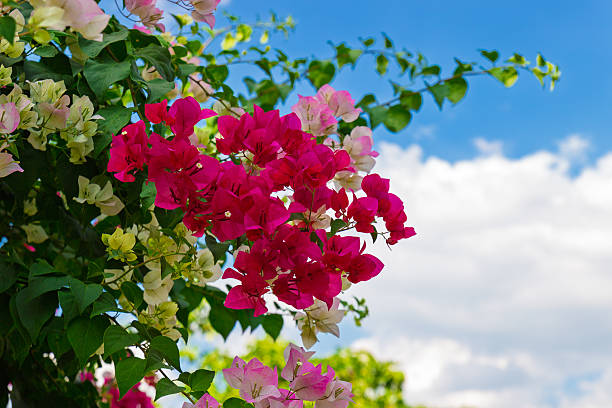 Bougainvillea Flower Seeds Mixed – Heirloom, Non-GMO, High Germination Seeds