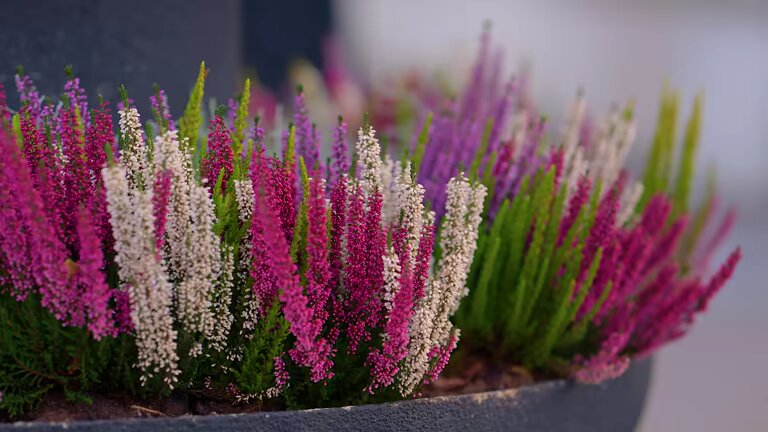 Gemischte Calluna Vulgaris Blumensamen – Alte Sorte, gentechnikfrei, hohe Keimfähigkeit, Bio-Gartensamen zum Pflanzen
