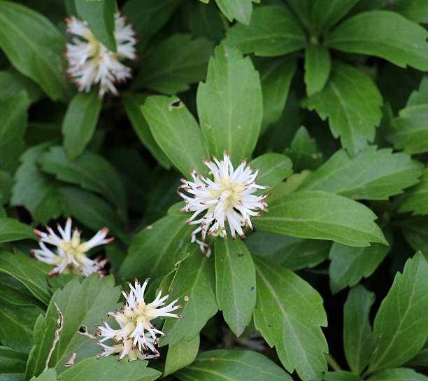 Pachysandra Flower Seeds White – Heirloom, Non-GMO, High Germination Seeds