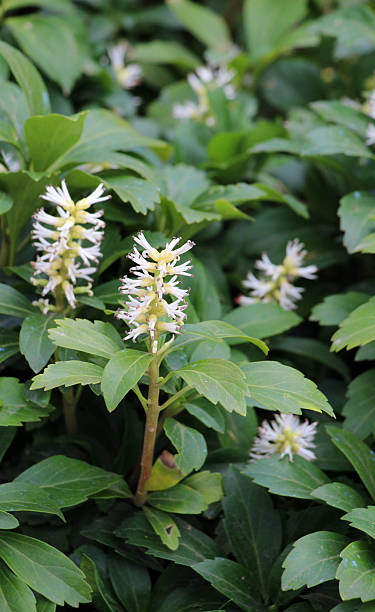 Pachysandra Flower Seeds White – Heirloom, Non-GMO, High Germination Seeds