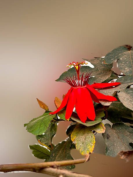 Red Passion Flower Seeds – Heirloom, Non-GMO, High Germination Seeds for Planting