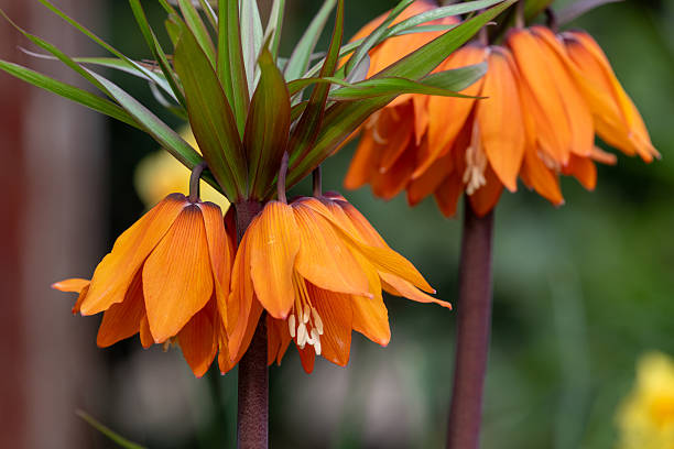 Orange Fritillaria Flower Seeds – Heirloom, Non-GMO, High Germination Seeds