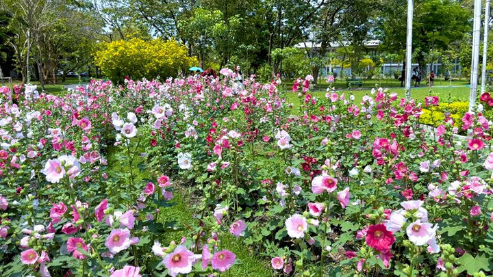 Mixed Anisodontea Flowers Seeds – Heirloom, Non-GMO, High Germination Seeds