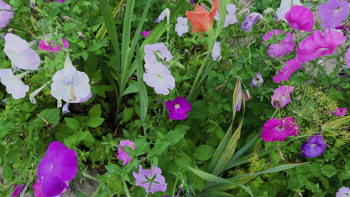 Mixed Gerenium Flower Seeds – Heirloom, Non-GMO, High Germination Seeds for Planting
