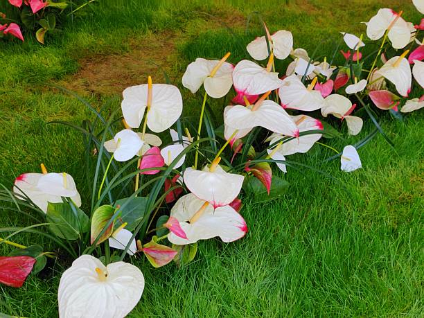 Perennial Anthurium Flower Seeds – Heirloom, Non-GMO, High Germination Seeds