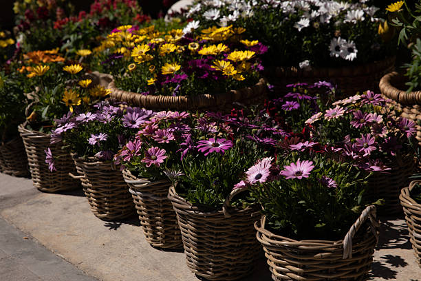Mixed Osteospermum Flower Seeds – Heirloom, Non-GMO, High Germination Seeds