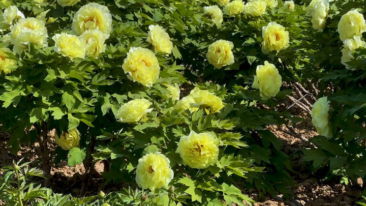 Perennial Peony Flower Seeds Yellow – Heirloom, Non-GMO, High Germination Seeds