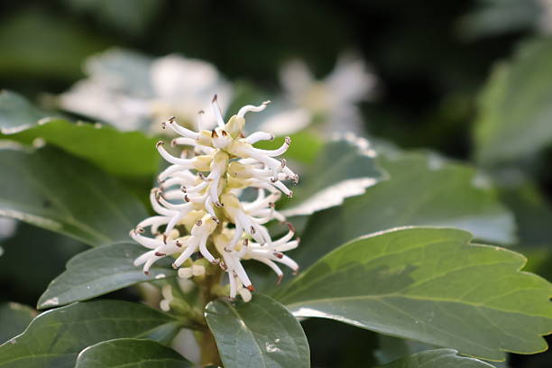Pachysandra Flower Seeds White – Heirloom, Non-GMO, High Germination Seeds