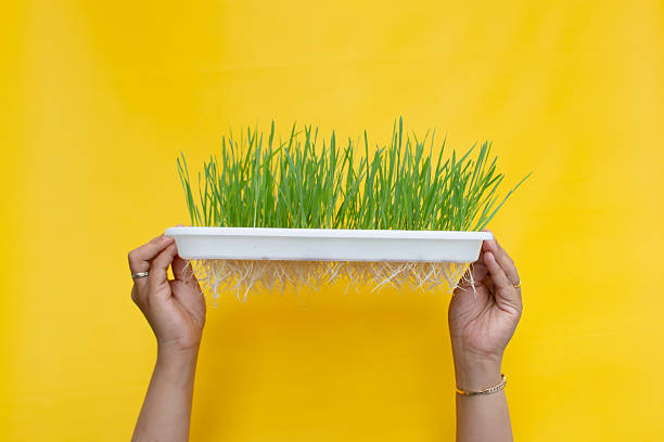 Wheat Grass Green Sprouts Leaf - Microgreen Seeds | Organic Garden Seeds | Heirloom, Non-GMO, High Germination Seeds for Planting