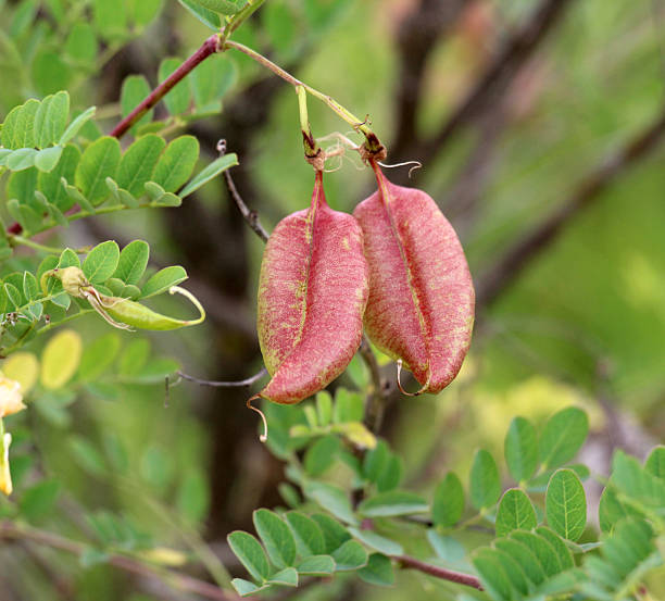 Bladder Senna Bush Plant Seeds for Planting – Heirloom, Non-GMO Organic Garden Seeds for Ornamental &amp; Medicinal Use High