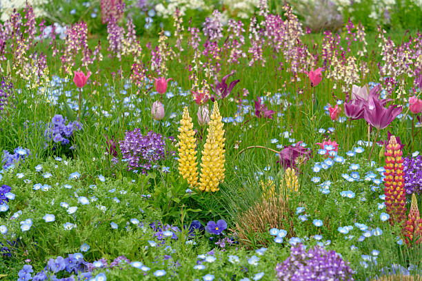 Mixed Linaria Flower Seeds – Heirloom, Non-GMO, High Germination Seeds