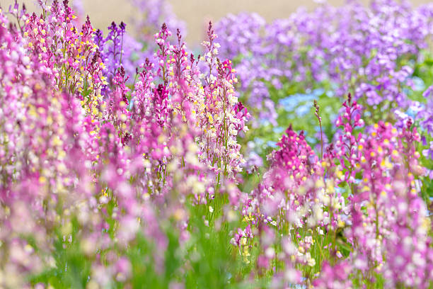 Mixed Linaria Flower Seeds – Heirloom, Non-GMO, High Germination Seeds
